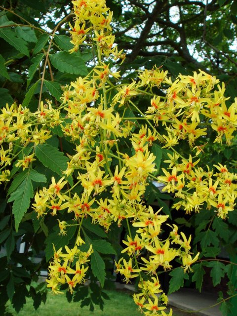Koelreuteria paniculata fleur